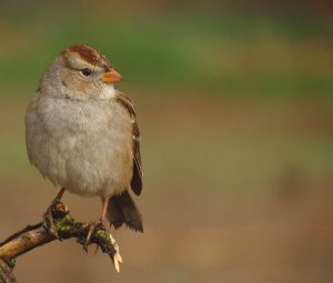 White-crowned Sparrow