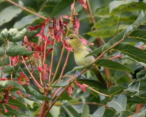 Orchard Oriole