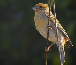 House Finch