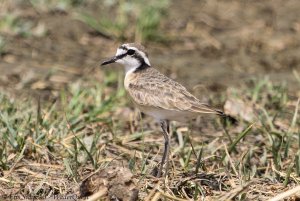 Kittlitz's Plover