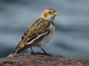 Snow Bunting