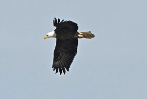 Bald Eagle