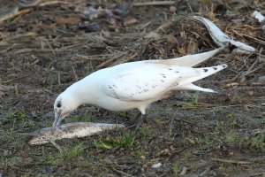 Ivory Gull