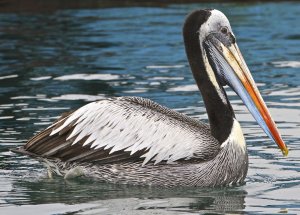 Peruvian Pelican