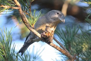 Parrot Crossbill