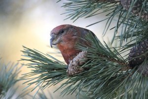 Parrot Crossbill