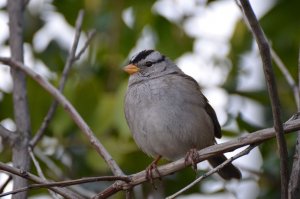 White-crowned Sparrow