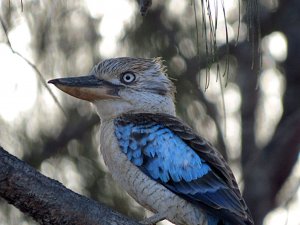 Blue Winged Kookaburra