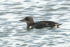 Brunnich's Guillemot