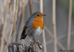 Red Round Robin