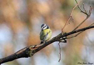 Blue Tit