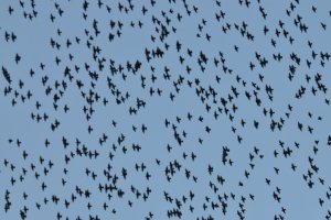A sky full of starlings