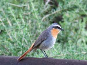 Cape Robin-Chat