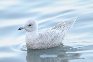 Iceland Gull