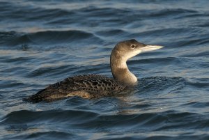 Great Northern Diver