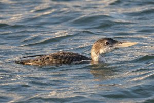 White-billed Diver