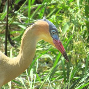 Whistling Heron (Syrigma sibilatrix)