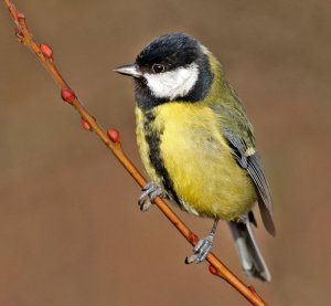 Great Tit