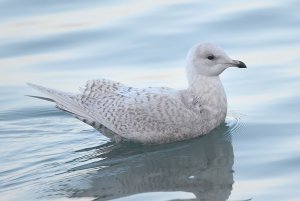 Iceland Gull