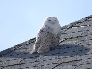 Snowy Owl