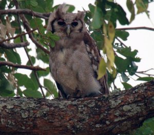 Verreaux's Eagle Owl