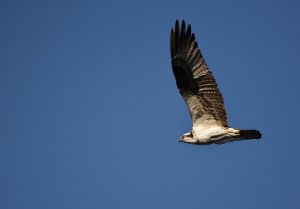 Osprey