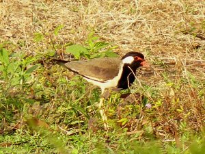 Red-wattled Lapwing(vanellus indicus)