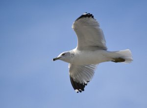 Ring-billed Gull