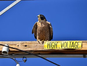 Peregrine Falcon - Falco Peregrinus