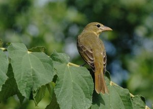 Mystery Mexican Bird ( possibly female Summer Tanager)