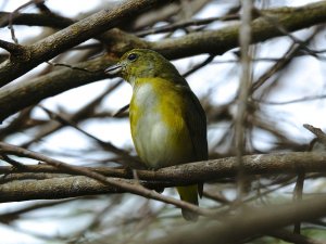 Yellow-throated Euphonia ( female maybe or juvenile male)
