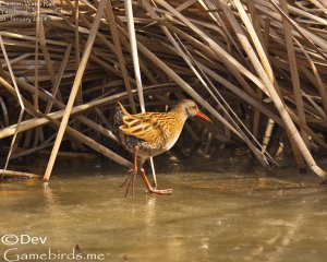 Brown-cheeked Rail