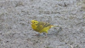 Yellowhammer