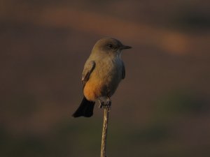 Say's Phoebe