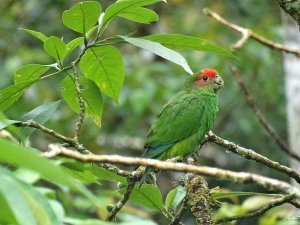 Pileated Parrot (male)