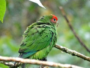 Pileated Parrot (male)