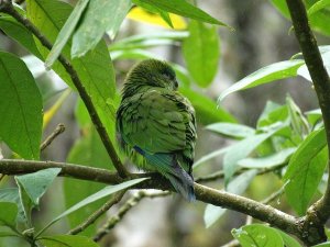 Pileated Parrot (female)