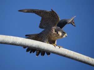 Peregrine Falcon