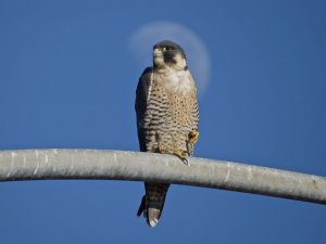 Peregrine Falcon and moon
