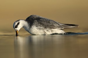 Grey Phalarope