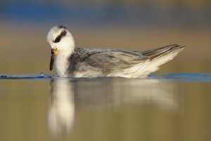 Grey Phalarope