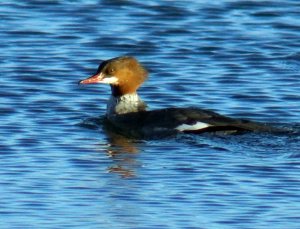 Goosander