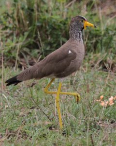 African wattled Plover