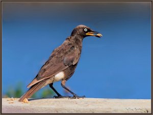 Pied Starling