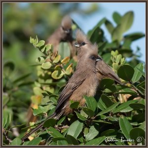 Speckeled Mouse Bird