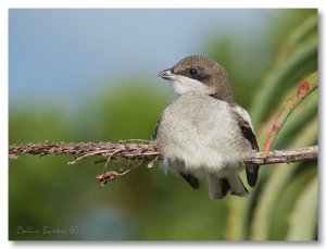 Fiscal Shrike (Juv)