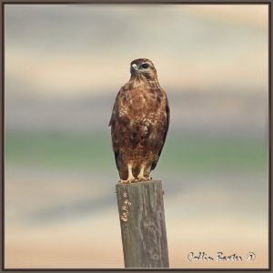 Steppe Buzzard