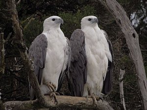 a very regal pair