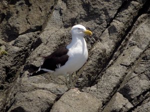 Kelp Gull