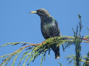starling in the sun